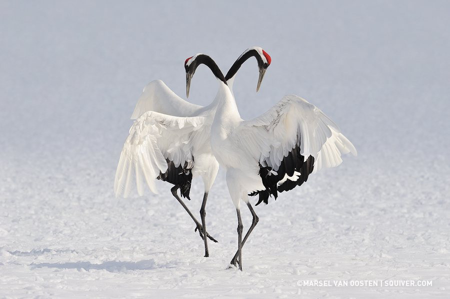 Shenzhen0701 DX-Well Technology Co., Ltd.